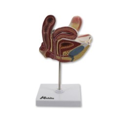 APARATO GENITAL FEMENINO