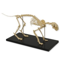 ESQUELETO DE GATO