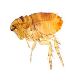 SIPHONAPTERA (PULGA), M.E. 