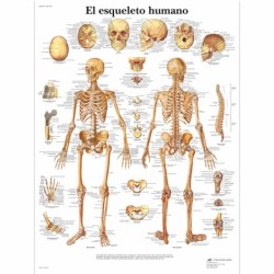 LAMINA EL ESQUELETO HUMANO...
