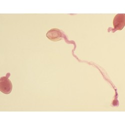 POLEN GERMINADO, M.E. 