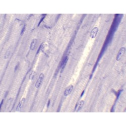 SECCION MUSCULO CARDIACO