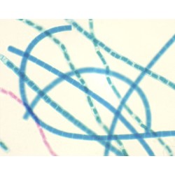 ALGA VERDEAZULADA, M.E. 