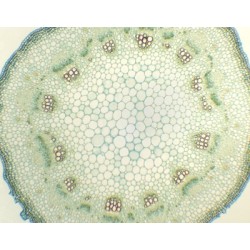 TALLO JOVEN DE HELIATHUS,...