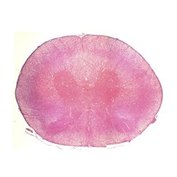 MEDULA ESPINAL DE CONEJO,...