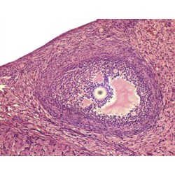 OVARIO DE CONEJA, SEC.  