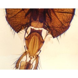 APARATO BUCAL DE MOSCA...