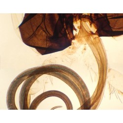 APARATO BUCAL DE MARIPOSA,...