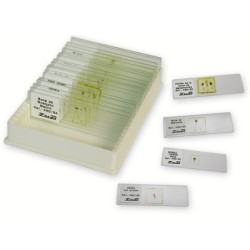 COLECCION MICROORGANISMOS,...