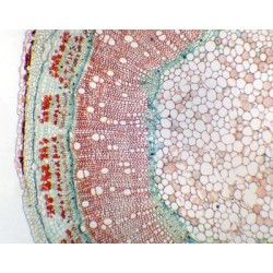 TALLO DE HIBISCUS SYRIACUS...