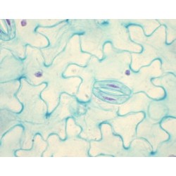 ESTOMAS DE VICIA FABA...