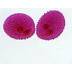 POLEN DE LIRIO, M.E. 