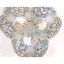 OVARIO DE LIRIO, S.T. 