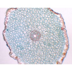 RAIZ DE ALLIUM TUBEROSUM...