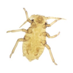 APHIS (PULGON), M.E. 